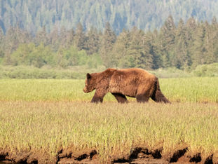 Idaho father and son will get jail time for shooting a grizzly