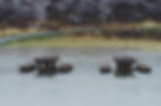 Holistic Approach to Flood Control Measures - Chehalis River Basin