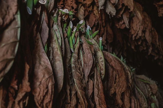Image by Alex Plesovskich
