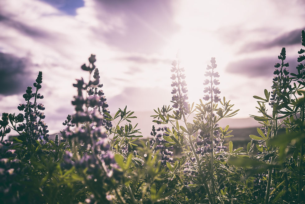 Image by Jonatan Pie