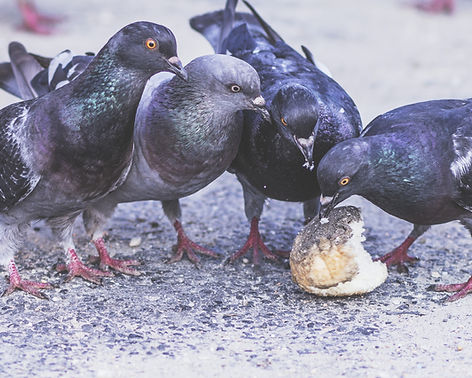 Ludlow Pest Control