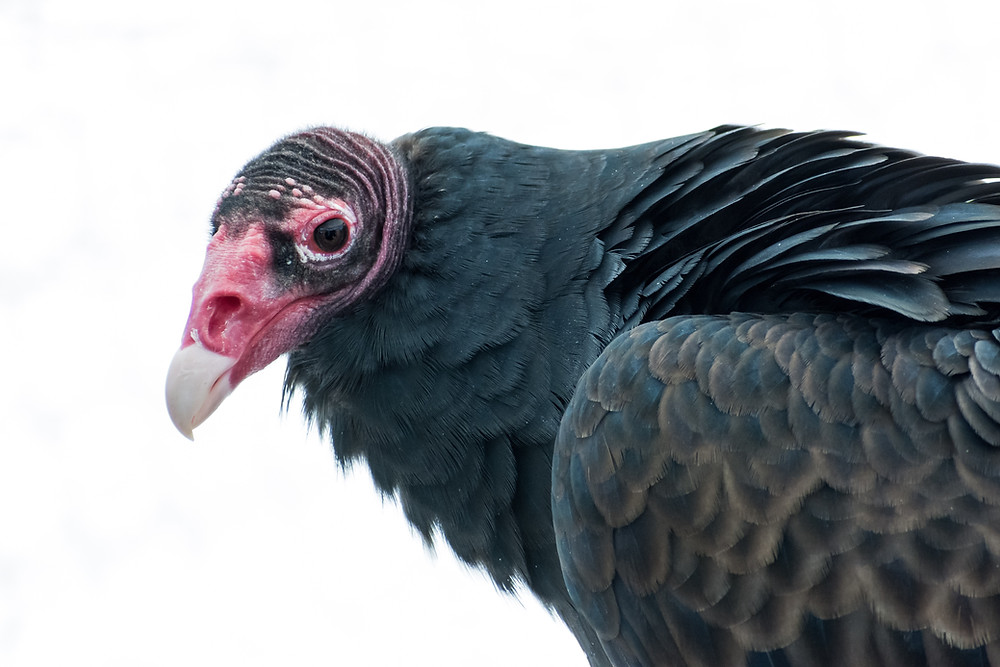 turkey vulture found in minocqua northwoods