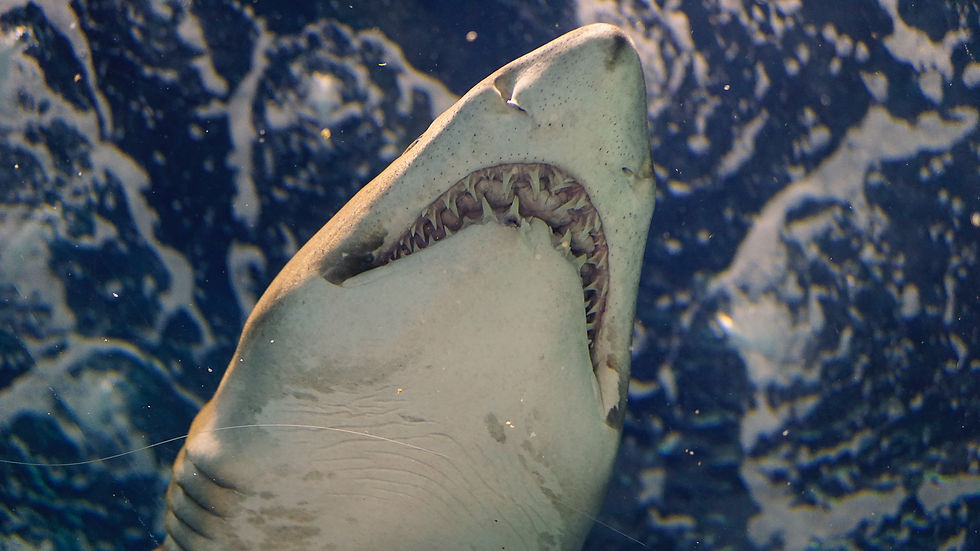 Man dies after shark bite off Western Australia coast