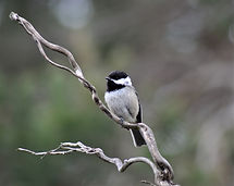 Image by Bryan Hanson