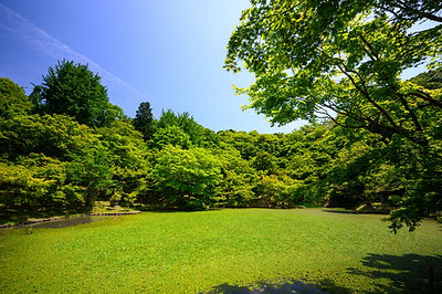 Image by Kouji Tsuru