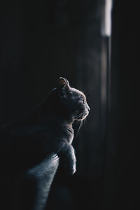 alternative medizin für tiere