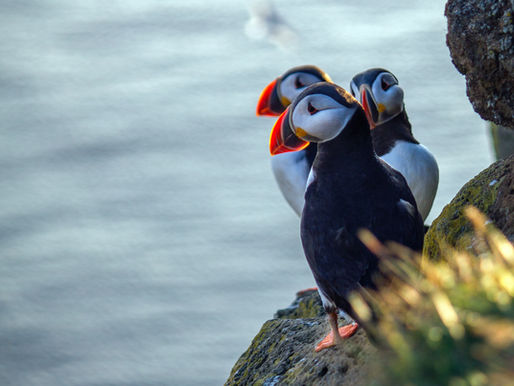 Wildlife experiences about in Alaska's National Parks