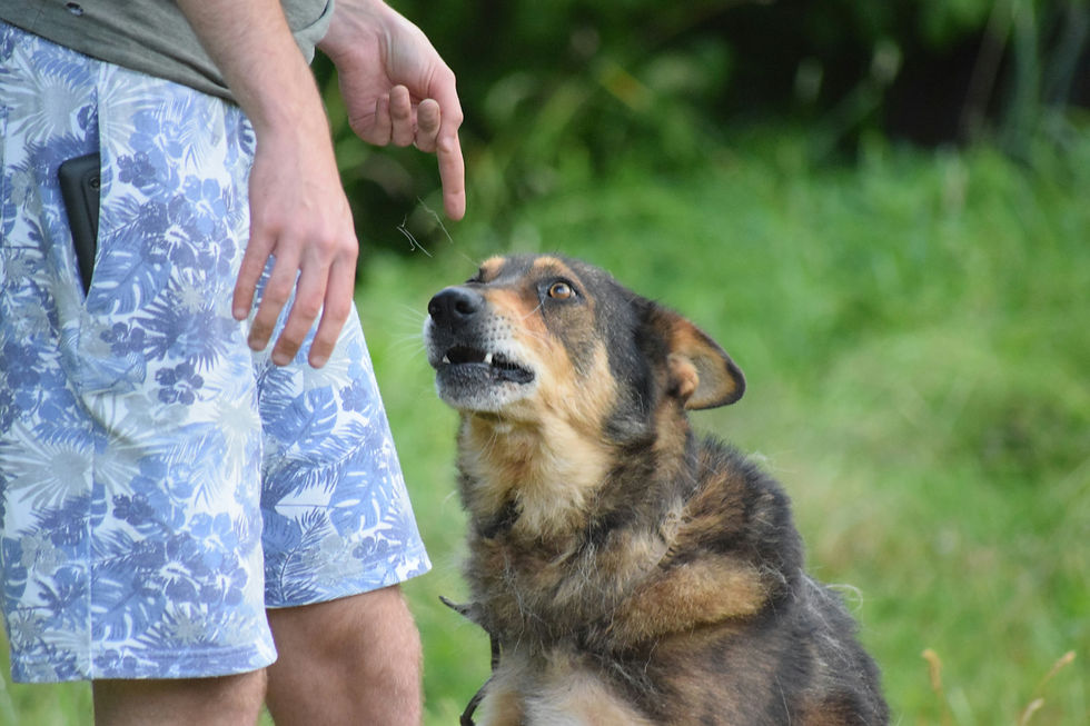 telling off dog