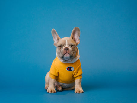 Quality Pet Grooming Products & Accessories– Now Available Online