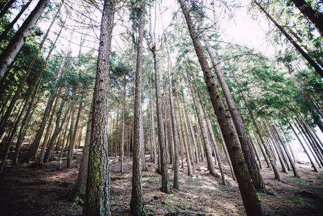 environmental assessment drone lidar photogrammetry ecology health forestry deforestation