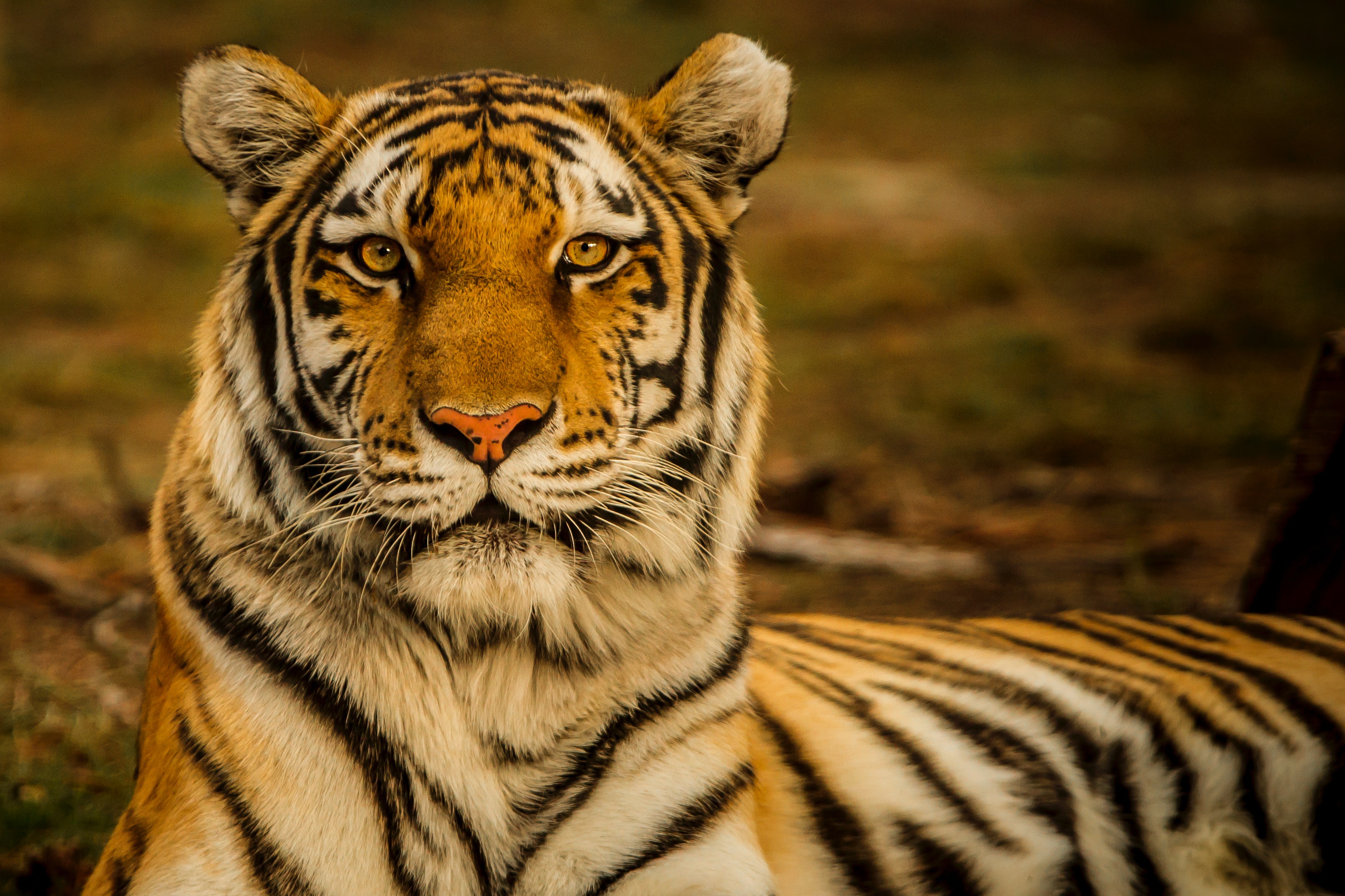 Image by Blake Meyer