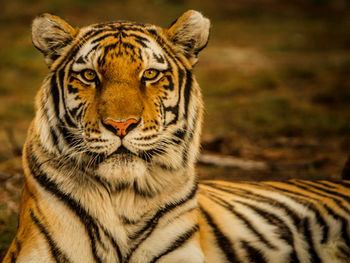 IA para proteger la biodiversidad: conservación de los Grandes Felinos