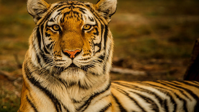 Central India - Wildlife Tour