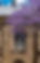 Jacaranda sydney
