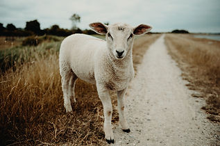 Image by Flavio Gasperini