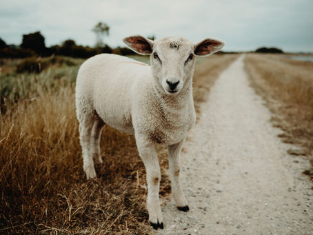 Sheep in a Jeep