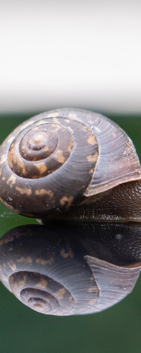 Shell Cochlea