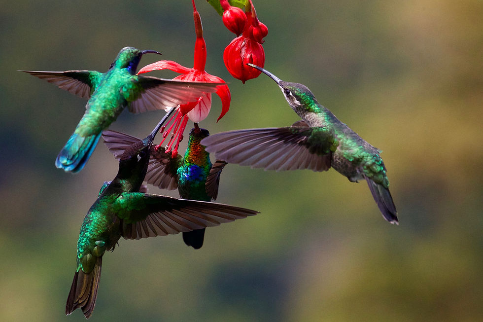 Image de James Wainscoat