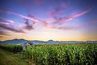 Paysage Alsace
