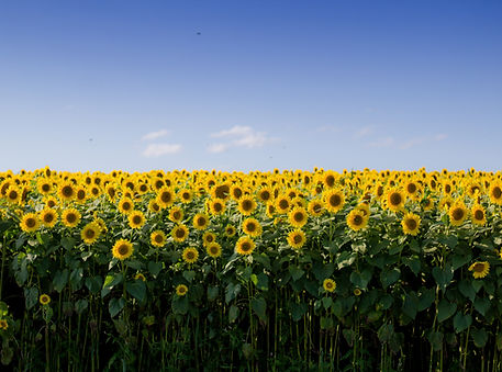 Pollination of a Sunflower Field