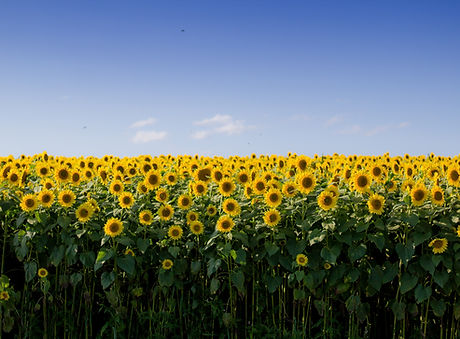 pollination of sunflower field