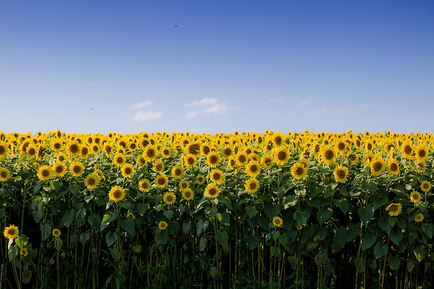 A field of beautiful sunflowersle