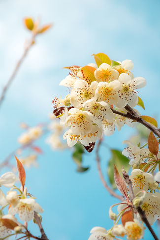 Butterfly on flowers symbolising Spring and seasonal routines as advised by AyurLife UK