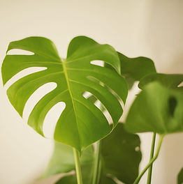 Image by Xinyi Zhang
