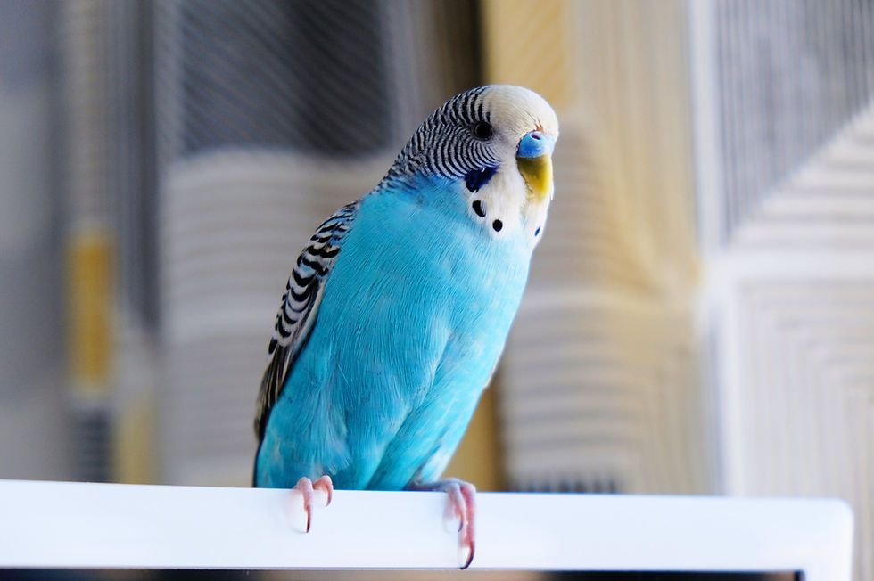 blue parakeet