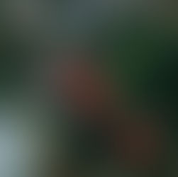 市場だより【冬至】2021/12/22～