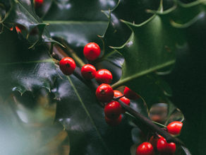 Rama’s White Knight Report - December 17, 2022