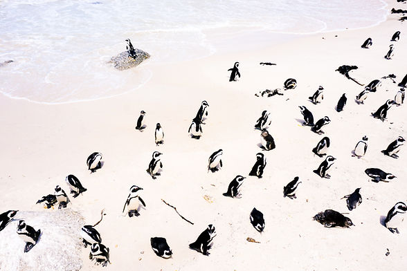 Image by Jack Young