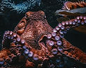 Image by K. Mitch Hodge