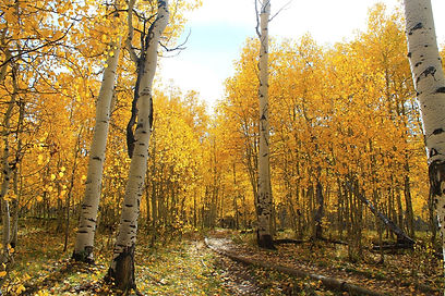 Every ton or 2,000 lbs. of recycled paper can save 17 trees.