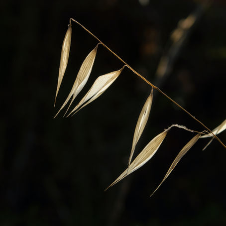 The Resurrection of Heirloom Seeds: Powerful Treasures Of The Past