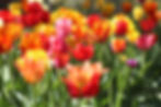 red, pink, orange, and purple tulips