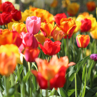 Spring in Canberra - Floriade tulips in yellow, pink and red