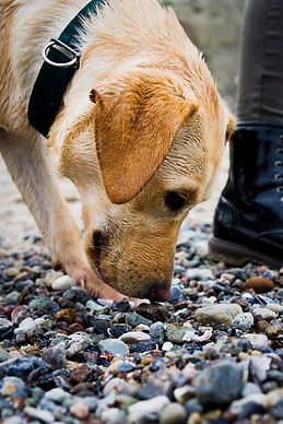 yellow lab smelling the ground