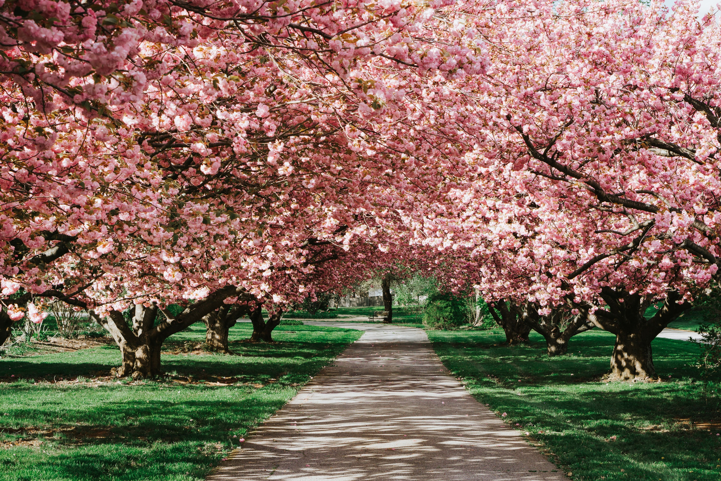 Georgia in Bloom (Cherry Blossoms) - March 20-25, 2027