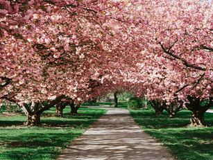 Pathway lined with blooming cherry blossom trees in full pink bloom on sunny spring day symbolising renewal and fresh beginnings for spring detox