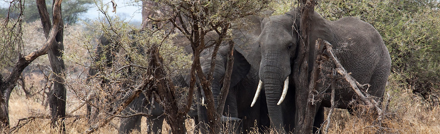 🐘 Day 4: Tarangire National Park Safari – Elephant Kingdom & Return to Arusha