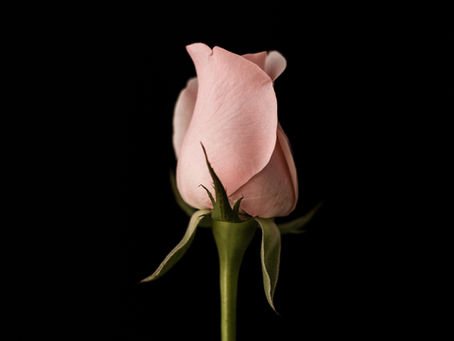 Timing Is Everything by Trisha Rapley...