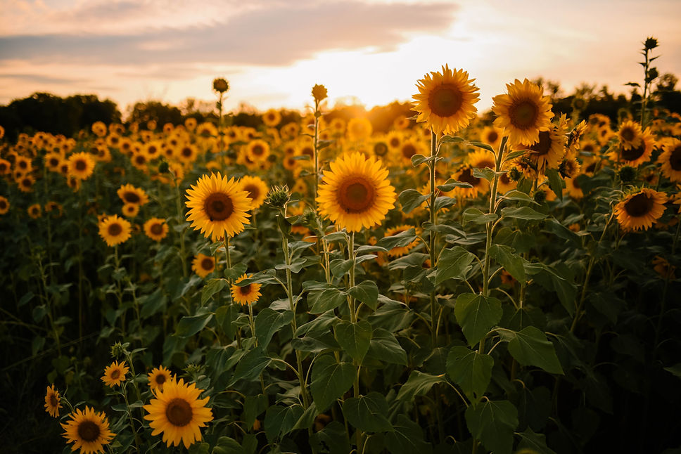 Image by Brianne Reed