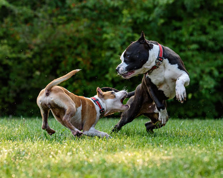Q10: How to Train a Reactive Dog?