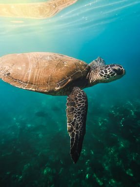 A turtle swimming