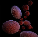Image by CDC