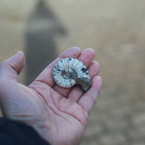 Antonio del Castillo Patiño, pionero de la paleontología en México