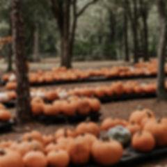 Image by Brittany Coleman