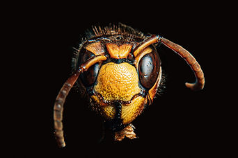 Image by Max Muselmann