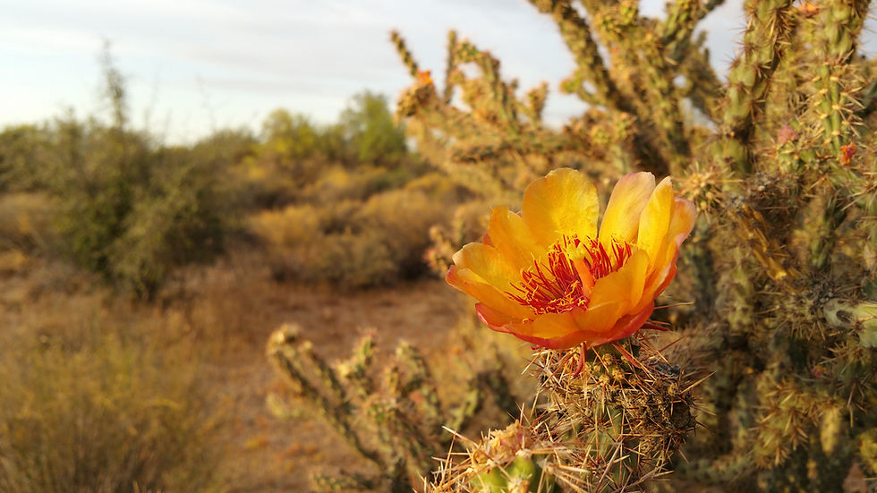 Cactus Flower